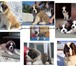 Foto в Домашние животные Вязка собак Для вязки предлагаем длинношерстного кобеля в Ульяновске 0