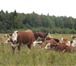 Изображение в Домашние животные Другие животные Реализуем бычков на откорм породы Герефордская.Преимущества в Ефремов 38 000