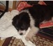 Фото в Домашние животные Отдам даром Отдам даром щенка (девочка) цвет черно с в Тольятти 0