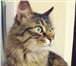 Фото в Домашние животные Отдам даром Отдается кот в добрые руки помесь мейн-куна в Екатеринбурге 0