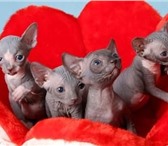 Продаются котята Канадского сфинкса, очаровательные складчатые, ушастые, горячие малыши, Разли 69460  фото в Краснодаре