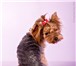Изображение в Домашние животные Стрижка собак Приглашаем Вас в наш Салон красоты, где опытные в Красноярске 1 000