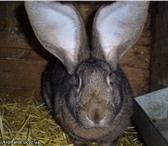 Foto в Домашние животные Грызуны Продам крольчат породы Бельгийский Великан.очень в Новокузнецке 0