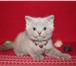 Шикарные котята 2544584 Британская короткошерстная фото в Санкт-Петербурге