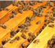 Продажа пчелопакетов карпатской породы. 