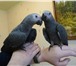Изображение в Домашние животные Птички Продам птенцов Жако краснохвостых ручные в Саратове 17 500