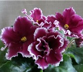 Foto в Прочее,  разное Разное Продам детки сортовых фиалок! В коллекции в Чите 100