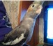 Фото в Домашние животные Птички попугай карела молодые окрас пепельно-чашуйчатый в Москве 2 000
