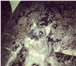 Foto в Домашние животные Вязка собак Моему Цвергу 3,5 года ищет невесту в Новосибирске.У в Новосибирске 5 000