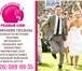 Изображение в Развлечения и досуг Организация праздников Свадебное агентство Розовый слон предоставляет в Солнечногорск 1 000
