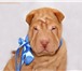 Продаю высокопородного, перспективного щенка шарпея, 2, 5 месяцев, щенок здоровый (супер глазки с ро 64789  фото в Москве