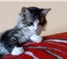 Изображение в Домашние животные Отдам даром Ласковый пушистый котёнок ищет хозяев. Девочка, в Улан-Удэ 0