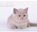 Шикарные британские котята из питомника 188336  фото в Костроме