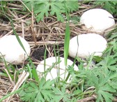 Фотография в Домашние животные Растения Высококачественный зерновой мицелий шампиньона в Белев 165