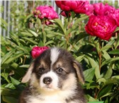 Щенки вельш корги пемброк 4269509 Вельш корги фото в Зеленоград
