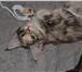 Продам котят породы мейн кун 4268119 Мейн-кун фото в Улан-Удэ