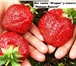 Фото в Домашние животные Растения В наличии 86 самых сладких и с крупной ягодой в Ростове-на-Дону 0