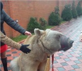 Foto в Развлечения и досуг Организация праздников Дрессированный медведь в Москве! Яркий праздник! в Москве 15 000