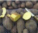 Фотография в Прочее,  разное Разное Реализуем картофель продовольственный свежий, в Калуге 6
