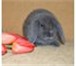Foto в Домашние животные Грызуны Продаю очень милого и маленького кролика в Нижнекамске 2 000