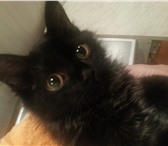 Foto в Домашние животные Вязка Черная - причерная, волшебная кошка, ищет в Улан-Удэ 0