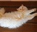 Фотография в Домашние животные Вязка Ищем персидского кота для вязки с красивой в Протвино 1 000
