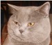 Фото в Домашние животные Вязка Шотландский кот-страйт приглашает кошечек в Оренбурге 2 000