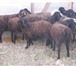 Изображение в Домашние животные Другие животные Продаю курдючных баранов, эдильбаевской породы. в Москве 160