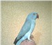 Изображение в Домашние животные Птички Продаються молодые ожереловые говорящщие в Старом Осколе 7 000