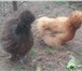 Изображение в Домашние животные Птички Продам двух китайских шелковых кур, оставшихся в Бронницы 4 000