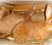 Фотография в Прочее,  разное Разное Продам новозеландских красных кроликов. Самки в Минске 500 000