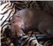 Изображение в Домашние животные Потерянные Найдена собака с коричневым ошейником. По в Хабаровске 0