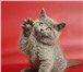 Продаются британские котята из питомника 154800  фото в Москве