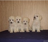 Продаю щенков белоснежного миниатюрного пуделя! 1 мальчик и 3 девочки родились 12, 09, 2010г и очень 64777  фото в Новосибирске