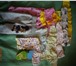 Фотография в Для детей Товары для новорожденных Продам дет.вещи: шапочки, штанишки, боди, в Тольятти 300