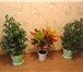 Фотография в Домашние животные Растения Растения – деревца : комнатные ( тропические в Магнитогорске 100