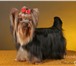 Йоркширского терьера щенки, племенной питомник доставка 4821023 Йоркширский терьер фото в Нижневартовске