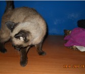 Foto в Домашние животные Отдам даром Найдена сиамская кошечка, в районе ВРЗ. Возраст в Барнауле 0