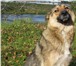 Молодая собака в ответственные руки 154661  фото в Петрозаводске