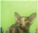 Фотография в Домашние животные Вязка Ищем жениха для вязки с очаровательной ориентальной в Омске 1