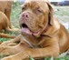 Бордоский дог или французcкий мастиф,  Древняя порода собак,  Добрый компаньон, прекрасный характе 67182  фото в Москве