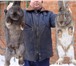 Изображение в Домашние животные Грызуны Продаю кроликов мясной породы для разведения. в Москве 700