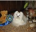 Фотография в Домашние животные Вязка собак Красивый перспективный  мальчик мальтийской в Москве 6 000