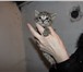 Изображение в  Отдам даром-приму в дар 5 очаровательных котят (мальчики и девочки), в Барнауле 1