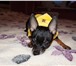 Foto в Домашние животные Вязка собак Предлагаю маленького, опытного тойчика для в Санкт-Петербурге 0