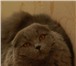 Шотландские вислоухие и прямоухие длинношерстные котята 2707393 Скоттиш фолд фото в Санкт-Петербурге