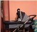 Изображение в Для детей Детские коляски продам коляску riko sport line,в хорошем в Соликамск 7 000