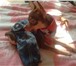 Изображение в Домашние животные Вязка собак Красивый гладкошерстный той-терьер ищет невесту. в Красноярске 1 000