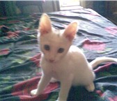 Ищу хозяина для очаровательного котика, Окрас белый на голове серенькое пятнышко, К лотку приуче 68874  фото в Уфе