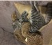 Изображение в Домашние животные Вязка шотландская прямоухая кошечка-красавица ищет в Благовещенске 0